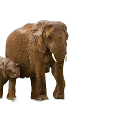 animal, photorealistic, 3d render, concept art transparent PNG cut-out