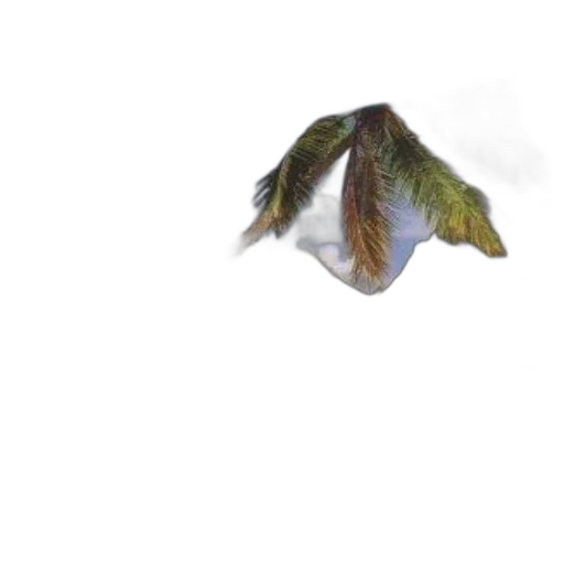 animal, dragon, creature, hair transparent PNG cut-out