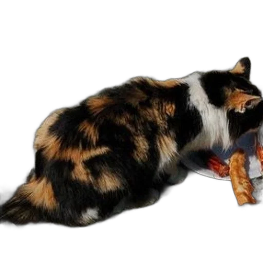 food, animal, weapon, staff transparent PNG cut-out