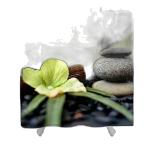 flower, photorealistic, earth tones, serene transparent PNG cut-out