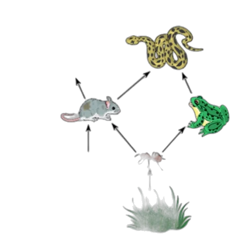 concept art, food, web, diagram transparent PNG cut-out