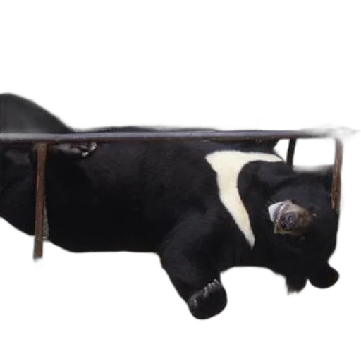furniture, animal, car, jewelry transparent PNG cut-out