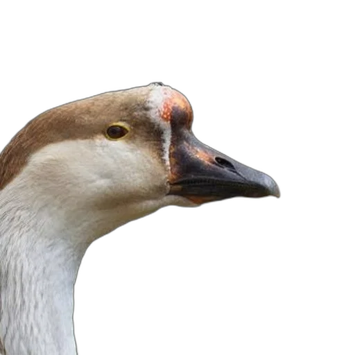 animal, creature, face, mask transparent PNG cut-out