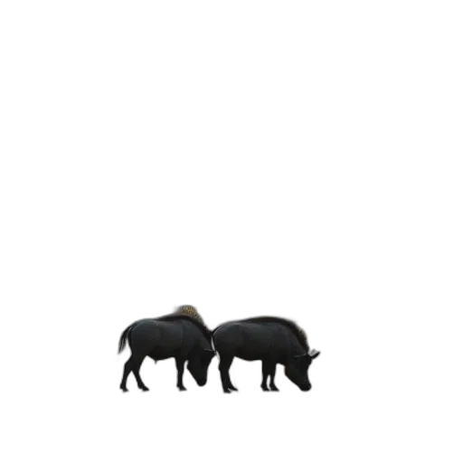 animal, creature, hair, furniture transparent PNG cut-out