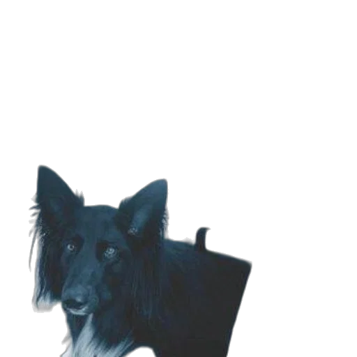 animal, staff, jacket, creature transparent PNG cut-out