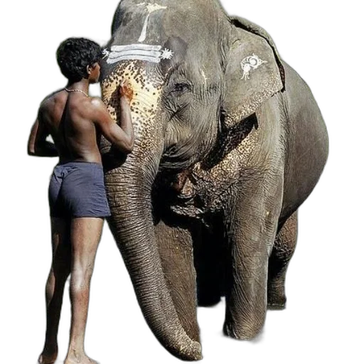 animal, creature, weapon, photorealistic transparent PNG cut-out