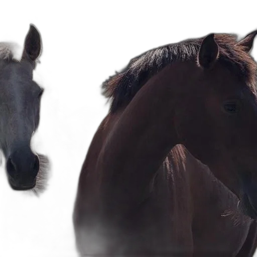 animal, creature, hair, hat transparent PNG cut-out