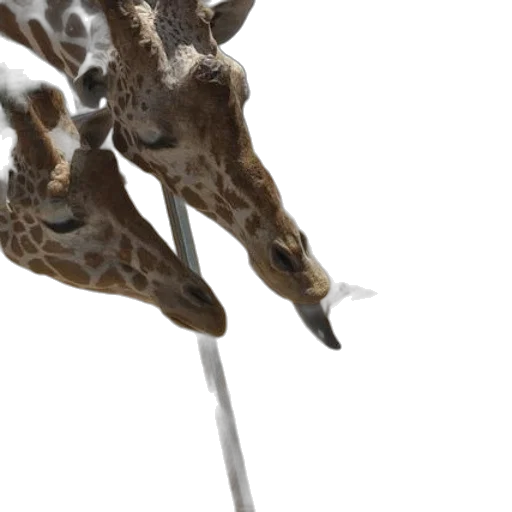 animal, staff, creature, weapon transparent PNG cut-out