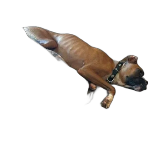 animal, creature, staff, dragon transparent PNG cut-out