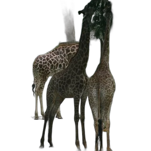 animal, staff, creature, jewelry transparent PNG cut-out