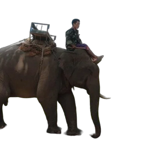 animal, car, robot, creature transparent PNG cut-out