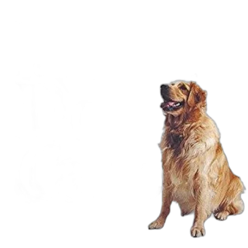 animal, creature, staff, face transparent PNG cut-out