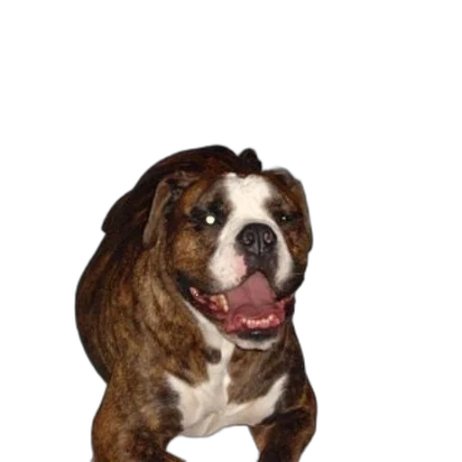 animal, creature, staff, face transparent PNG cut-out