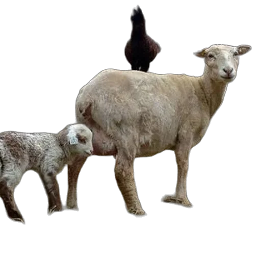 animal, creature, 3d render, photorealistic transparent PNG cut-out