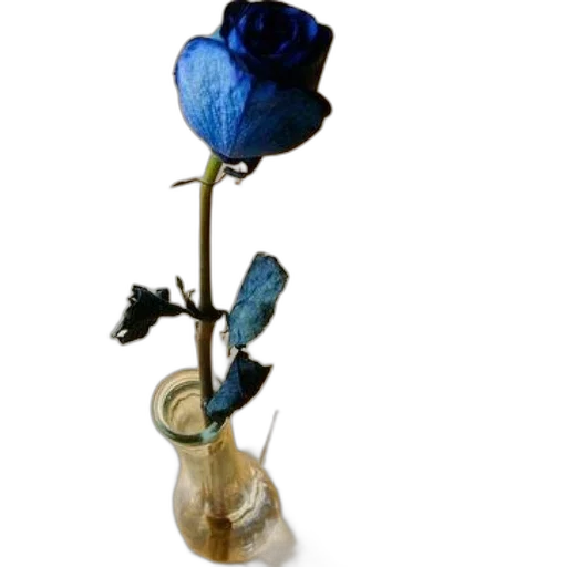 flower, bottle, jewelry, crown transparent PNG cut-out