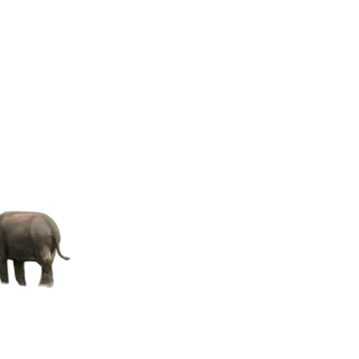 animal, creature, weapon, umbrella transparent PNG cut-out