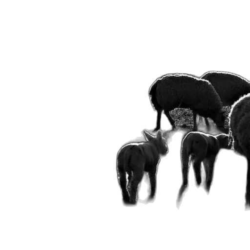 animal, creature, hair, furniture transparent PNG cut-out