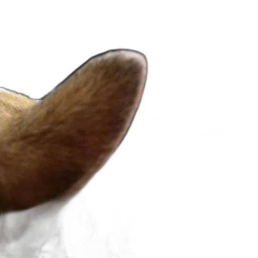 animal, hat, hair, creature transparent PNG cut-out