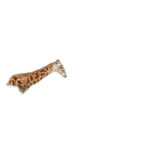 weapon, jewelry, animal, staff transparent PNG cut-out