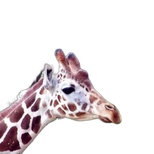 animal, creature, face, hat transparent PNG cut-out