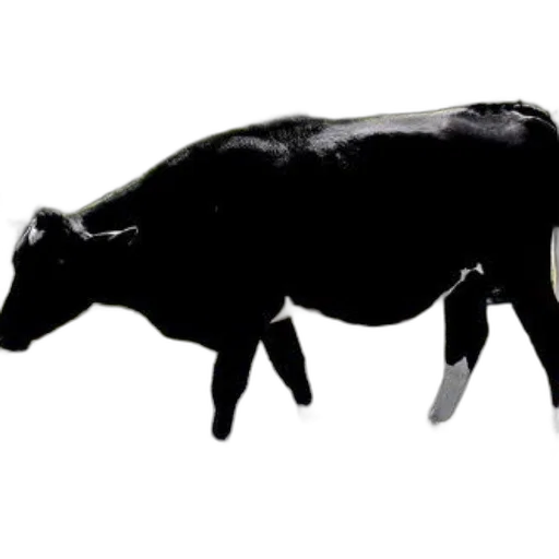 animal, food, creature, jewelry transparent PNG cut-out