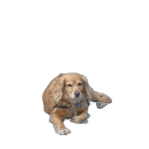 animal, creature, staff, face transparent PNG cut-out