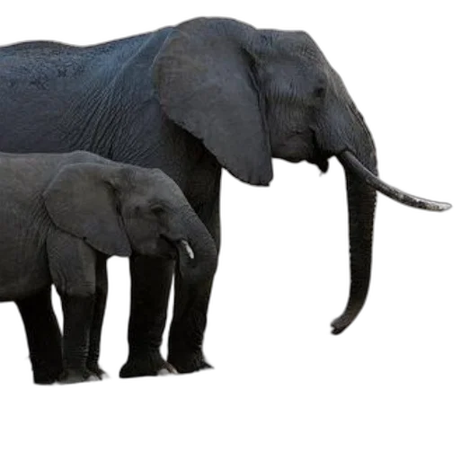 animal, creature, weapon, concept art transparent PNG cut-out