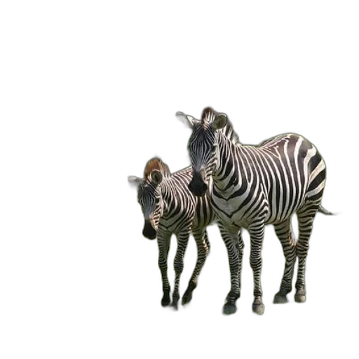 animal, creature, furniture, jewelry transparent PNG cut-out