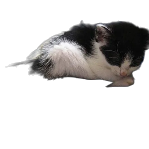 animal, creature, staff, hat transparent PNG cut-out