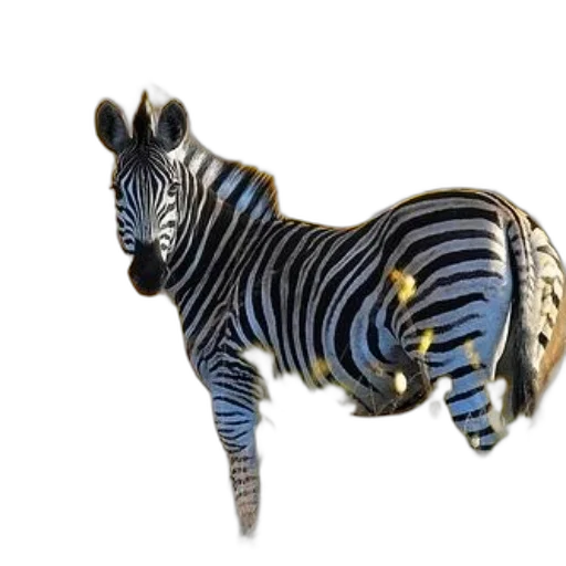 animal, jewelry, creature, staff transparent PNG cut-out