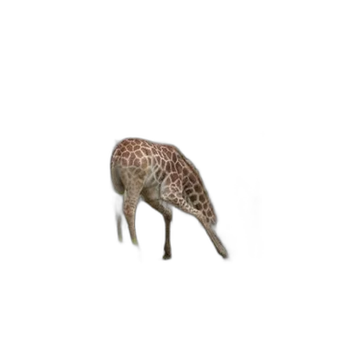 animal, creature, hat, food transparent PNG cut-out