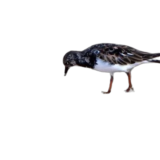 animal, creature, staff, food transparent PNG cut-out