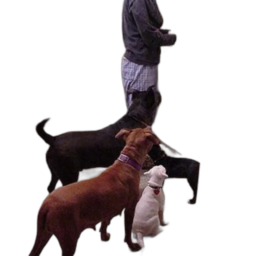 animal, staff, creature, concept art transparent PNG cut-out