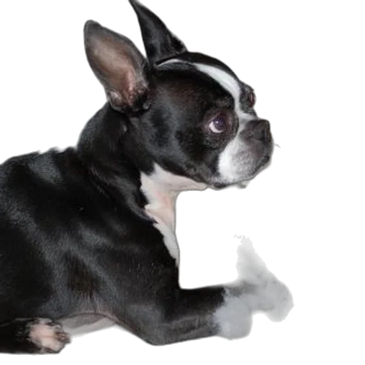 animal, creature, staff, face transparent PNG cut-out