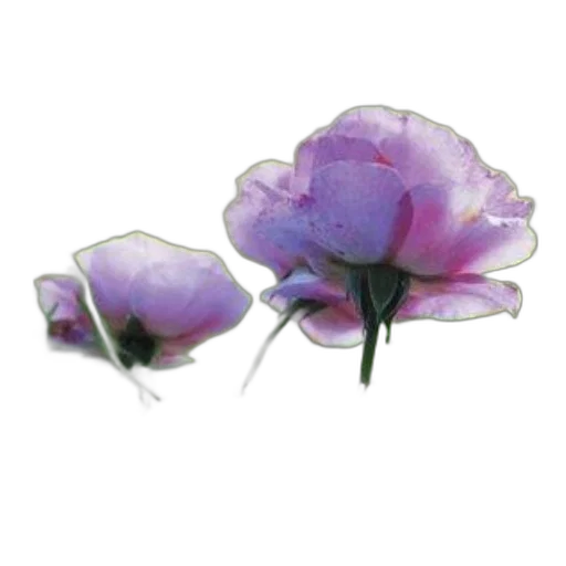 flower, jewelry, crown, hat transparent PNG cut-out
