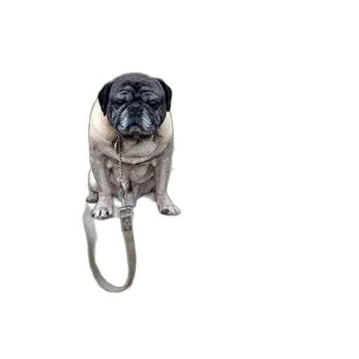 staff, animal, jewelry, creature transparent PNG cut-out