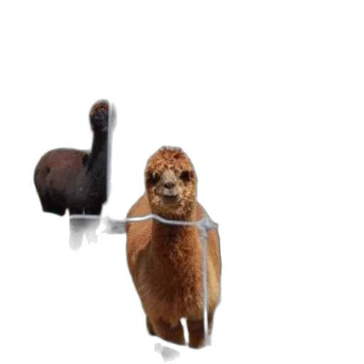 animal, staff, hair, creature transparent PNG cut-out