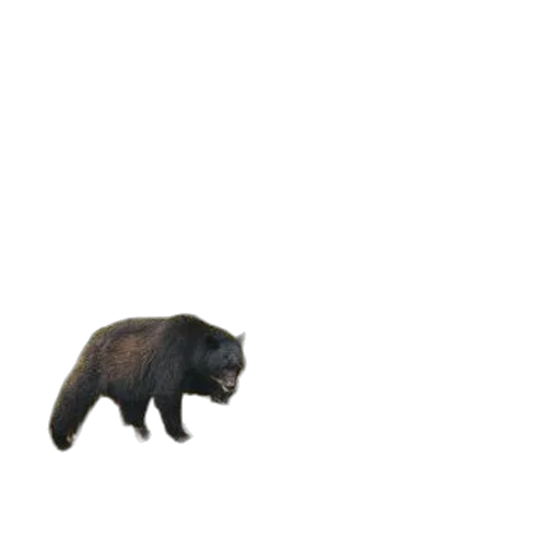 animal, creature, staff, weapon transparent PNG cut-out