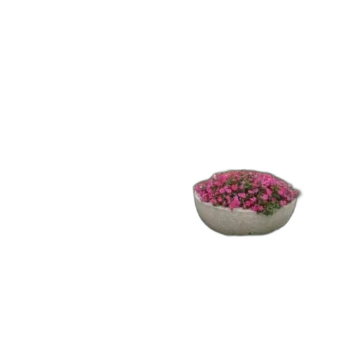 flower, jewelry, food, furniture transparent PNG cut-out
