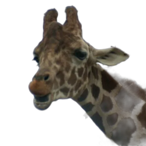 animal, creature, face, staff transparent PNG cut-out