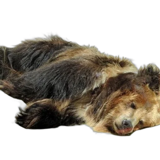 animal, creature, hair, staff transparent PNG cut-out