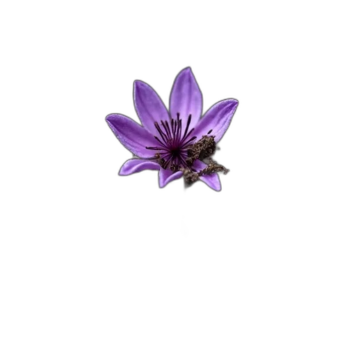 flower, jewelry, crown, staff transparent PNG cut-out