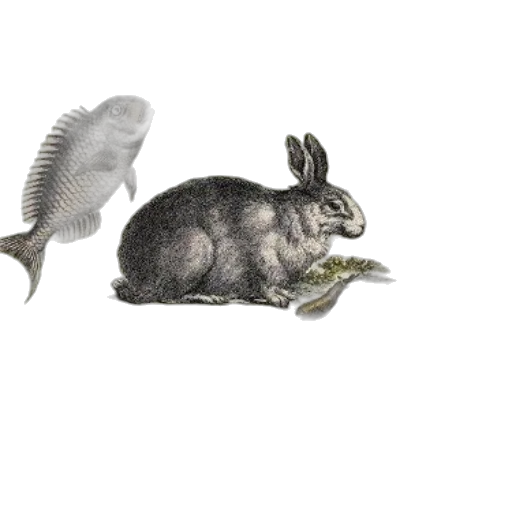 animal, creature, food, dragon transparent PNG cut-out