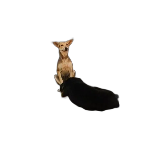 animal, creature, hair, staff transparent PNG cut-out