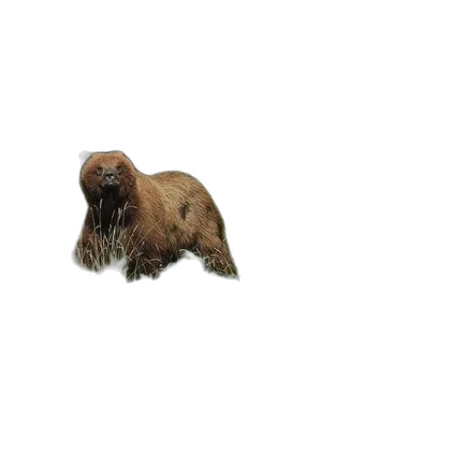 animal, creature, hair, face transparent PNG cut-out
