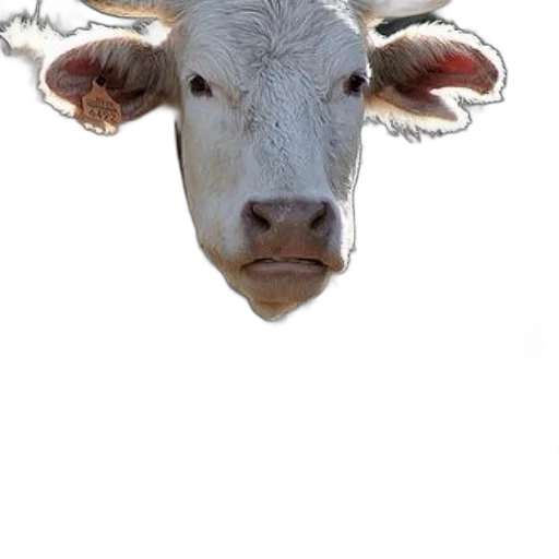 animal, face, mask, creature transparent PNG cut-out