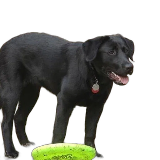 creature, animal, black, dog transparent PNG cut-out