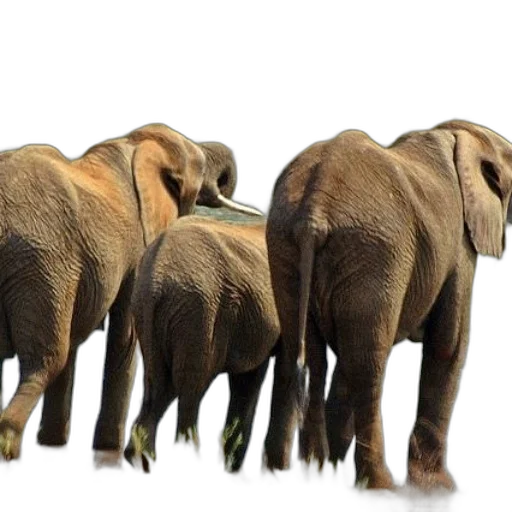 animal, 3d render, photorealistic, concept art transparent PNG cut-out