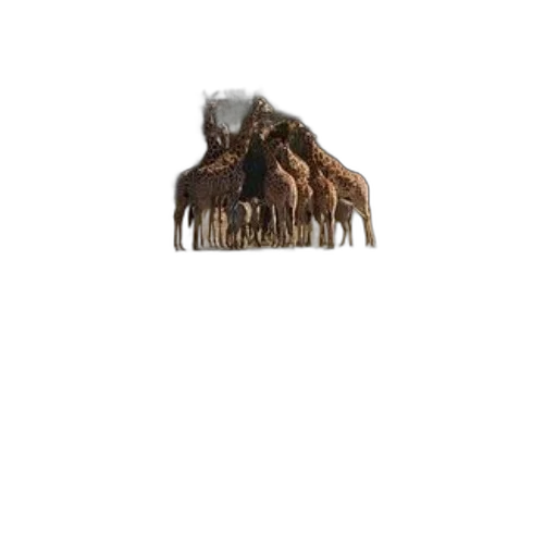 hair, creature, animal, jacket transparent PNG cut-out