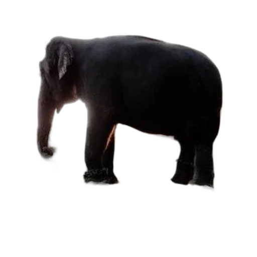 animal, creature, staff, weapon transparent PNG cut-out